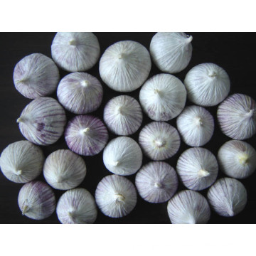 Single Clove Garlic Grown in Organic Soil